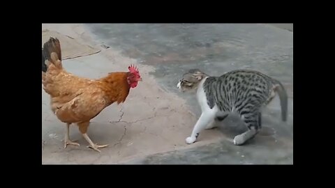 Cat vs hen || cat hen fight😱😱