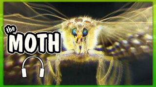 the moth