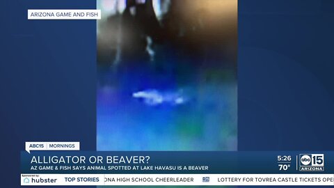 Alligator or beaver? Lake Havasu officials spot mysterious animal