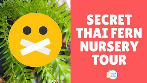 The Secret Thai Fern Nursery Tour
