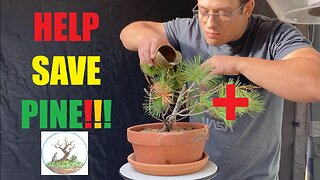 HELP my Sick Pine BONSAIS!