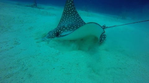Gracious Eagle Ray eats in the sand, caught on tape.