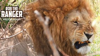 Romantic Lions? | Maasai Mara Safari | Zebra Plains