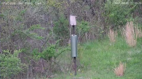 First bluebird fledges from Box 2 - Outside view 4/28/20201