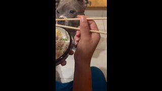 American Bully & Chop Sticks