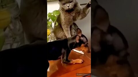 #4you #animals #animales #animalesdivertidos #funnyanimals #xpokix #fail #funnyvideos #memesdaily