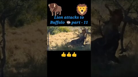 Lion attack to buffalo 2022🐃 part -11#shorts #youtubeshorts