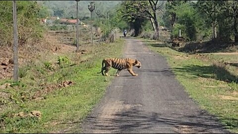 Thrilling Encounter: Majestic Tiger Sighting at Tadoba-Andhari Tiger Res erve Safari! PART 1