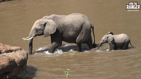 Elephants Join The Breakfast Break | Maasai Mara Safari | Zebra Plains