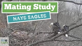 Hays Eagles Mating at the nest tree 2022 01 11 747