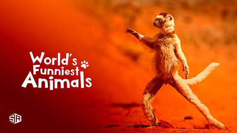 World's Funniest Animals must watch...