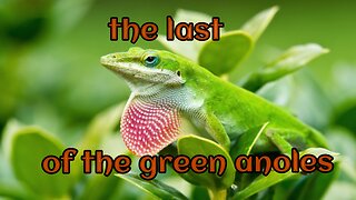 the last of the green anoles.