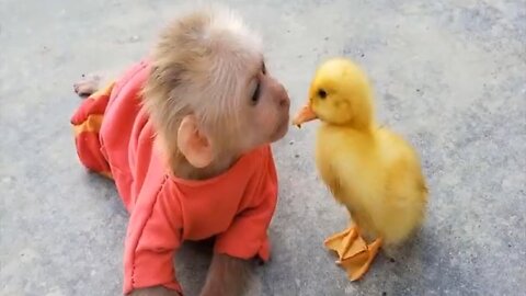 Monkey and Duck Friendship.