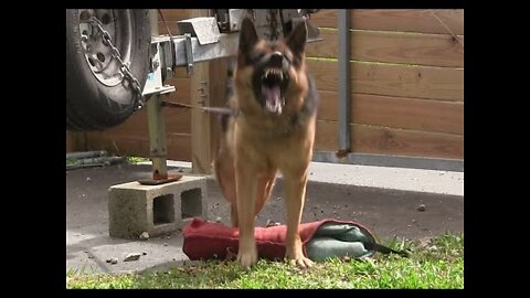 Guard Dog Training Demonstration