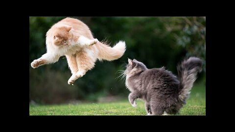 Two real cat fight compilation videos 2021