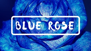 Blue Rose: A Touching Story of Kindness and Joy