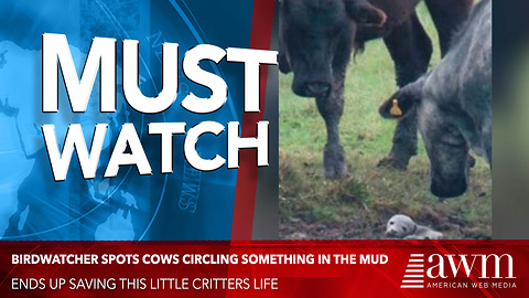 He Spots Cows Circling Baby Stuck In Mud. So He Gets A Closer Look, Can’t Believe What He Sees