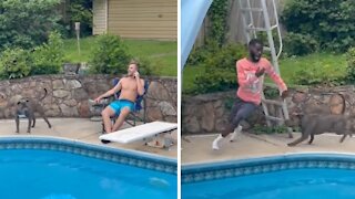 Guy jumps in pool to escape overly-friendly pit bull