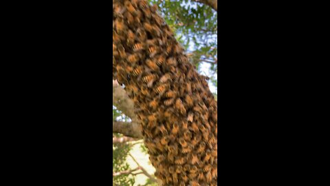 Honey bee swarm capture 2022