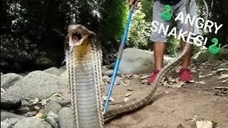 Crazy Angry KING COBRA! #snakes #kingcobra #venomous #slowmotion #funnyanimals