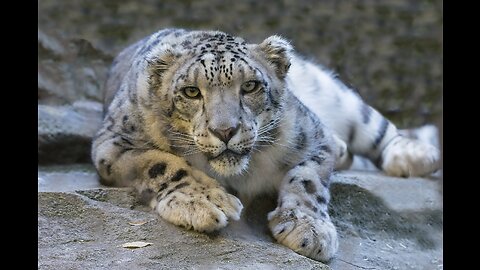 Snow Leopard taking a leap of faith off a 400 feet cliff chasing an Ibex.