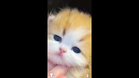 very cute kitten video