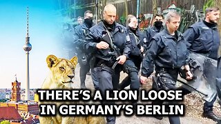 There’s a LION Loose in Germany’s Berlin