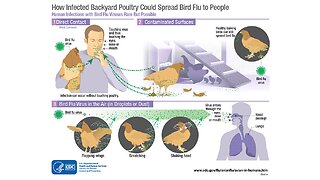 Bird Flu "DEATH"