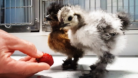 Newborn Silkie Chicks Get Excited For Their First Taste Of Strawberry