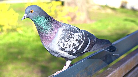 Domestic Pigeons on Park Bench Keeping Me Company