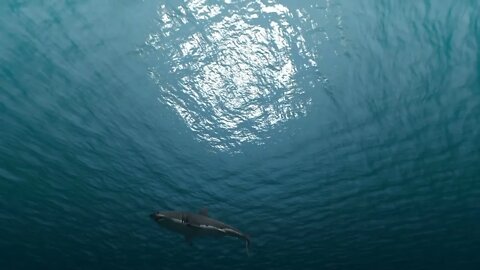 White Shark in search of prey swims in a circle