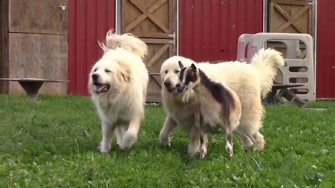 Jealous goat attempts to join dogs during playtime