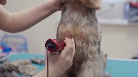 Close up of cutting hair of Yorkshire terrier with hair clippers in grooming salon
