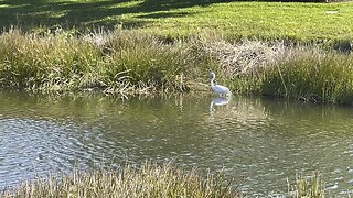 Parched Great Blue Heron grabs drink while Great Egret hunts (Widescreen) #GBH #GreatEgret #4K