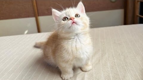 Cute cat