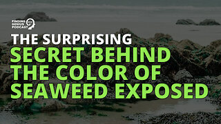 The Surprising Secret Behind the Color of Seaweed Exposed