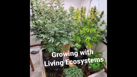 Cannabis Cultivation with Living Ecosystems Update