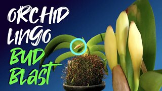 Bud Blast! | WHY does it happen? | Can it be avoided? | Screenshot Checklist included in this video