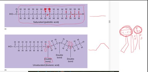 Anatomy and Physiology 1 - Ch. 2 Part 2