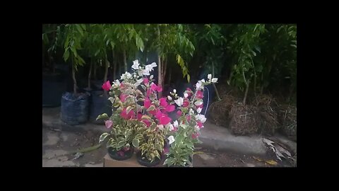 floriferras e frutíferas Bougainville variegata café de jardim jabuticaba amarela (cabeludinha)
