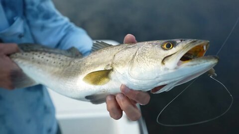 Artificial Lure tips for Tampa winter Trout and Snook