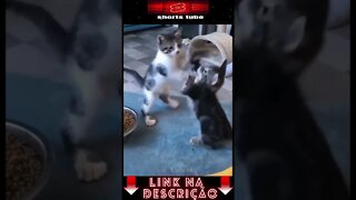 Os Cachorros e Gatos mais Engraçados do Mundo! #shorts #001