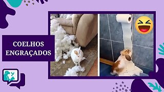 COELHOS ENGRAÇADOS - VÍDEO DE COELHOS FAZENDO BAGUNÇA