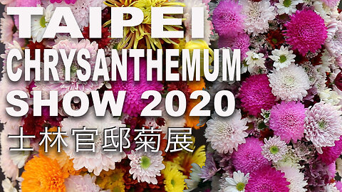 Taipei Chrysanthemum Show 2020 士林官邸菊展 Shilin Residence Taiwan with Pom Pom Purin