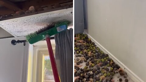 Squirrels Stash Unreal Amount Of Food In Home's Attic