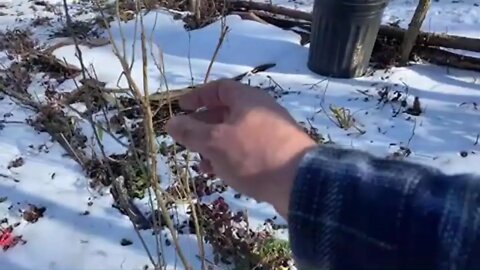 February Gardening : Opening the cold frame after the snow.