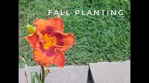 Planting late! Opps! Fall garden.