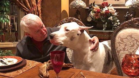 Deaf Great Dane Says Thank You for a Birthday Treat