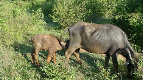 Water buffalo feeding her baby in Udawalawe national Park in Sri Lanka