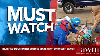 Beached dolphin rescued in 'rare feat' on Welsh beach